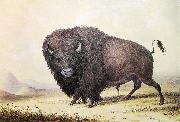 George Catlin Bull Buffalo unknow artist
